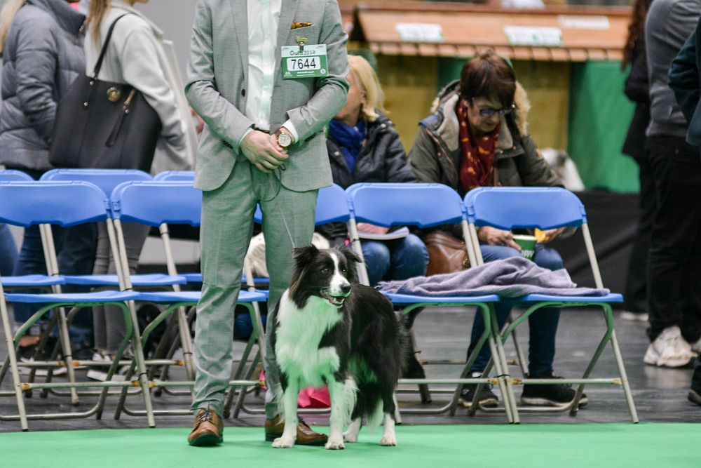 Poprvé na nejprestižnější výstavě CRUFTS