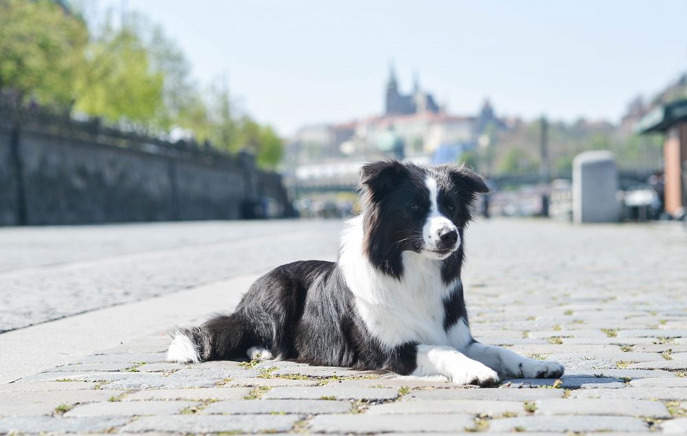 Prague Expo Dog CACIB 2019