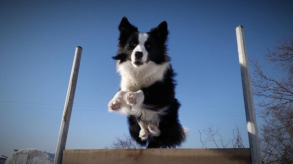 Zdravotní výsledky Gucciho a Maggie