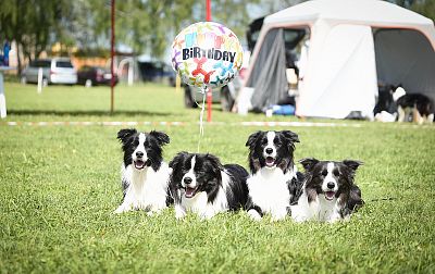 Tara, Tobby, Tally & Chessie