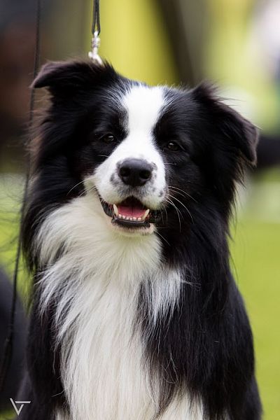 Cooper