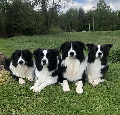 Liva, Tally, Lio & Chessie