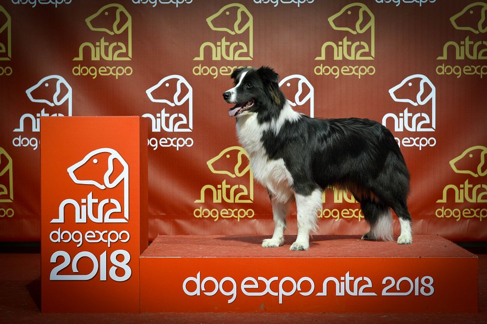 Dog Expo Nitra 2018